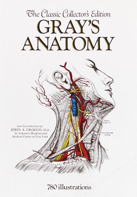 gray anatomy