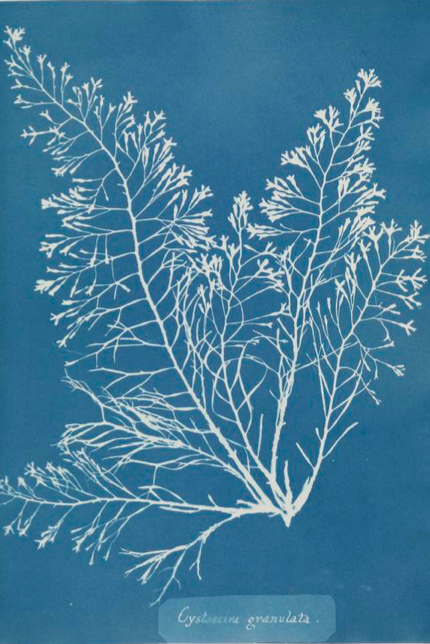 A cyanotype of 'Cystoseira granulata' from 'Photographs of British Algae: Cyanotype Impressions' © Collection Science Museum Group