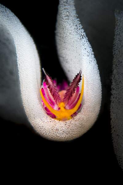 Meeting with a Nudibranch © Flavio Vailati - UPY 2019